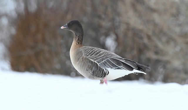 Pink-footed Goose 24 (heiðagæs)