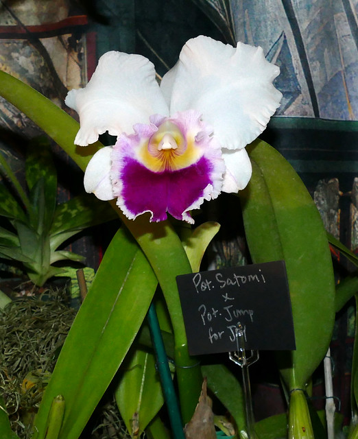 2024 pacific orchid exposition; Rhyncholaeliocattleya (Potinara) Satomi x Jump for Joy orchid hybrid