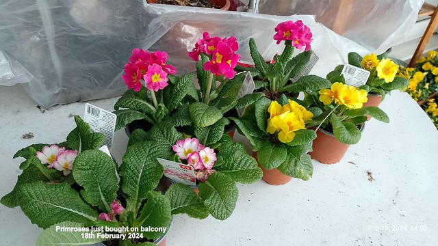 Primroses just bought on balcony 18th February 2024
