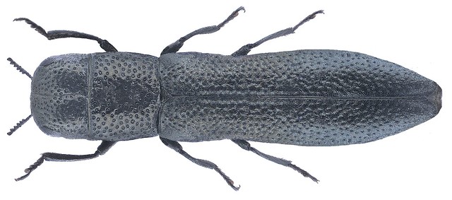 Cylindromorphus filum (Gyllenhal, 1817)
