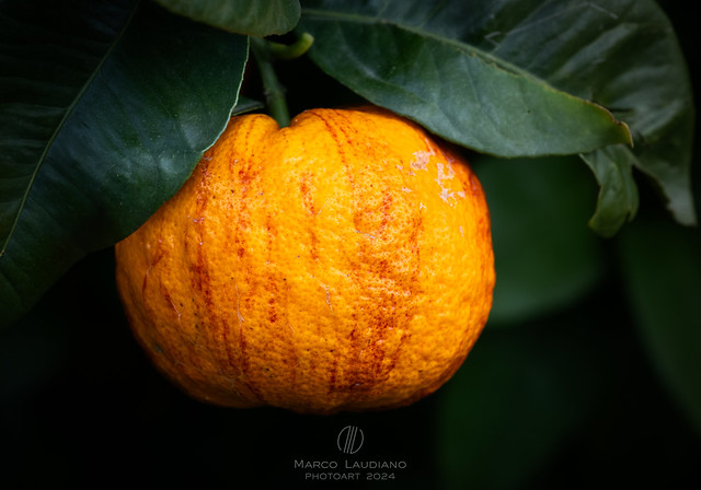 🔹 Gli agrumi di Piancassone (2) (The citrus fruits of Piancassone)
