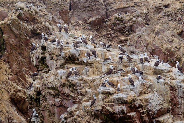Seabirds on Isla Ballestas