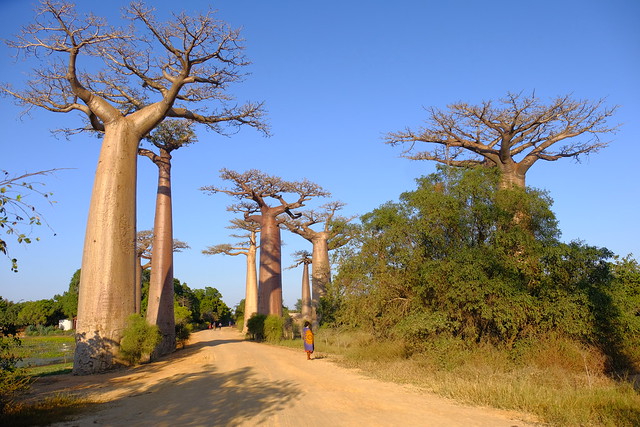 XE3B9222 - Avenida de los Baobabs - Avenue of the Baobabs (Morondava, Madagascar)
