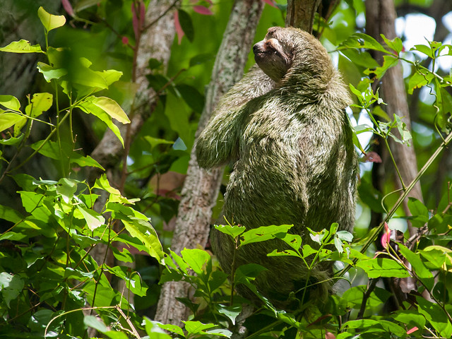Pale-throated sloth (Bradypus tridactylus), Manuel Antonio, Costa Rica