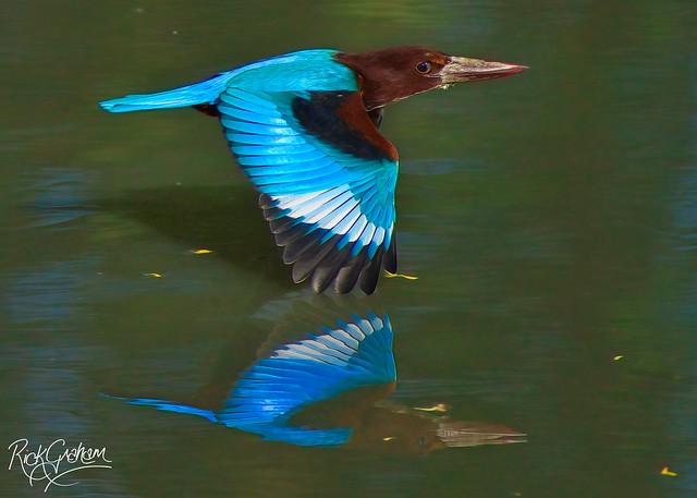 White-Throated Kingfisher / Halcyon smyrnensis / 白胸翡翠