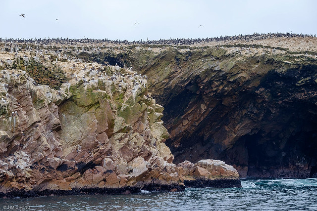 Seabirds on Isla Ballestas