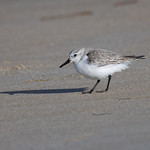 Sanderling 