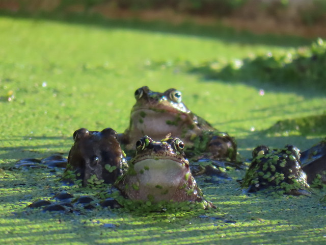 Frogs on Watch