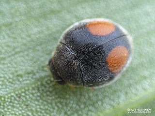 Dusky ladybird beetle (Scymnini) - P1271045