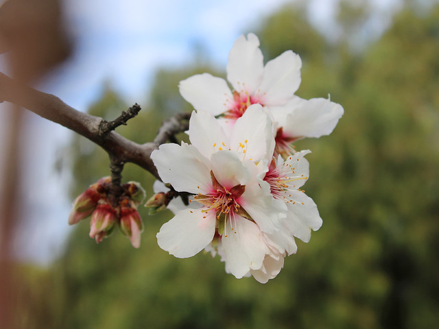 Almond Blossom Cluster