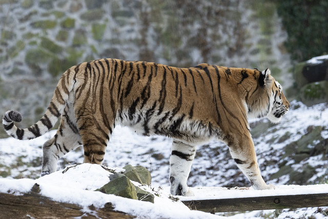 Siberische tijger (Panthera tigris altaica) || Ouwehands Dierenpark