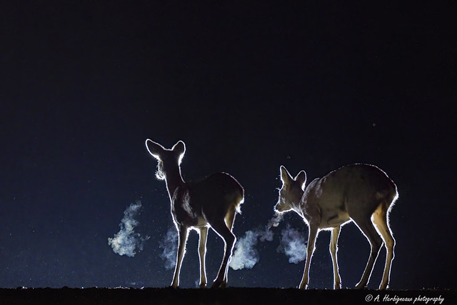 Deers in the dark