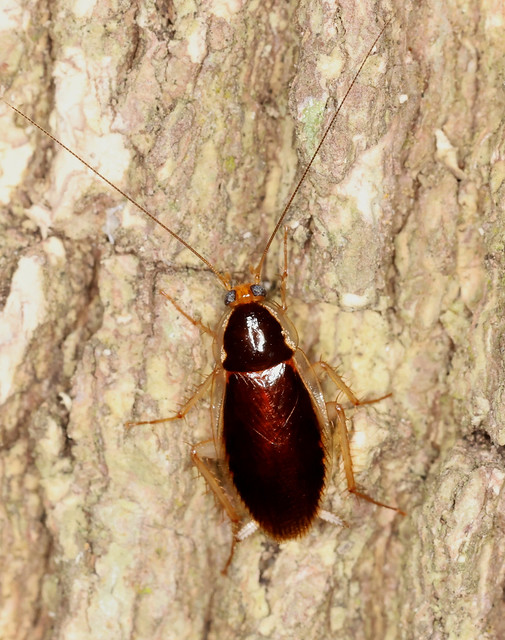 Cockroach --- Anaplecta sp