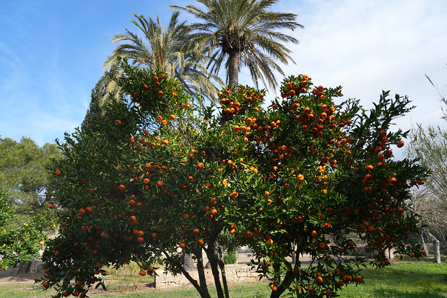 Mallorca - mandarin orange tree