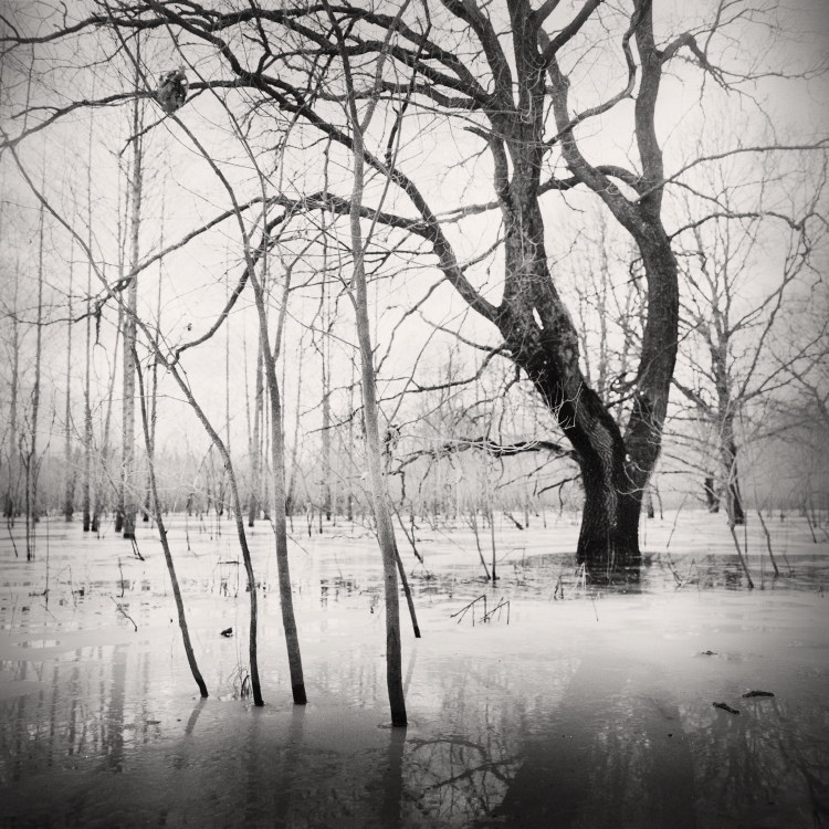 Trees and ice. Homeĺskae Palesse, 2024.9