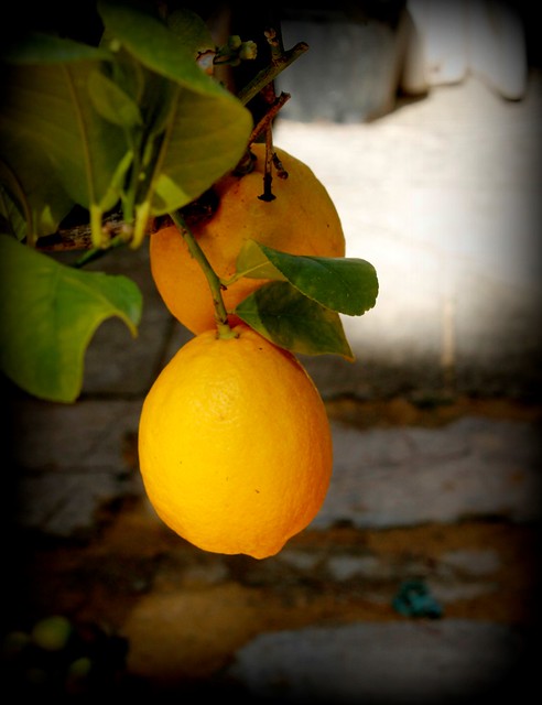 Limoni siciliani.