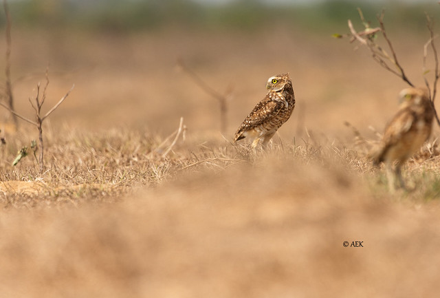 Athene cunicularia - Mochuelo; Chevèche des terriers; Burrowing Owl -