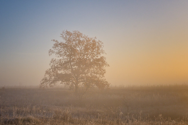 Lonely oak tree in the fog