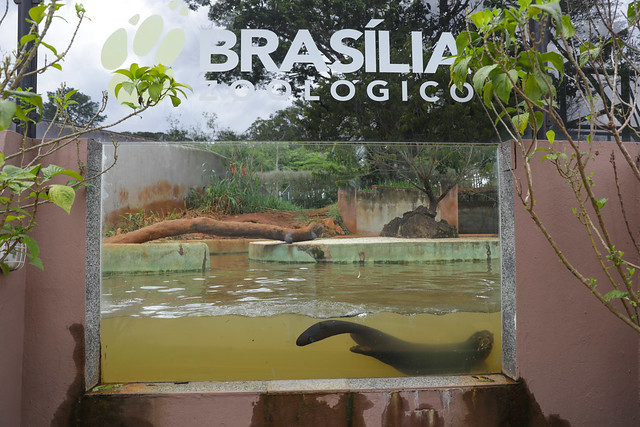 20/02/2024 - Recintos do Zoológico de Brasília são reformados para bem-estar dos animais
