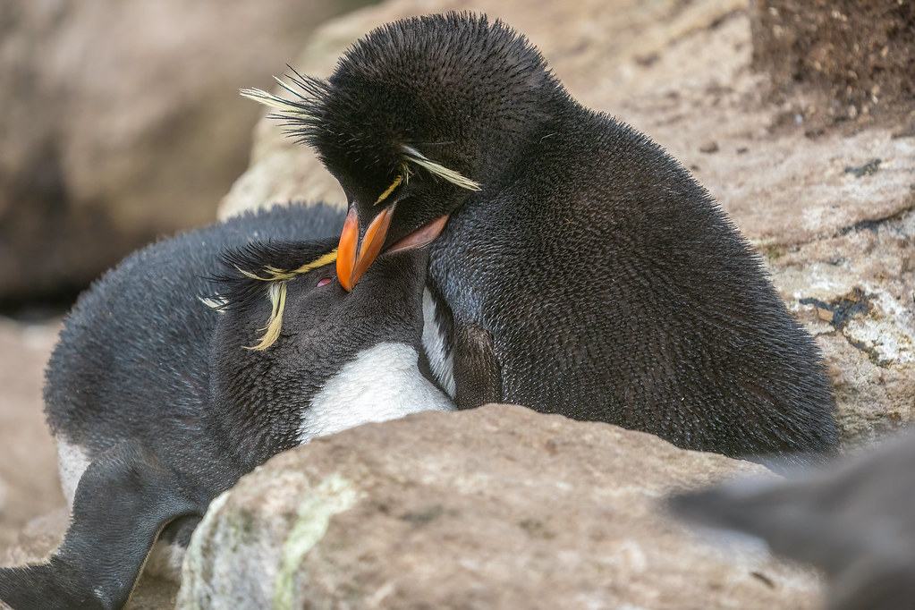 Southern Rockhopper Penguin (Falkland_Island 2023)