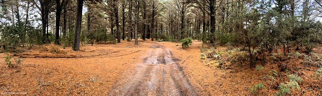 Pine Forest,  Macquarie Heads, West Strahan, West Coast, Tasmania