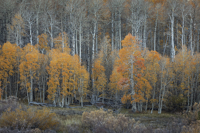 Autumn, Eastern Sierra Nevada No. 17  (2023)
