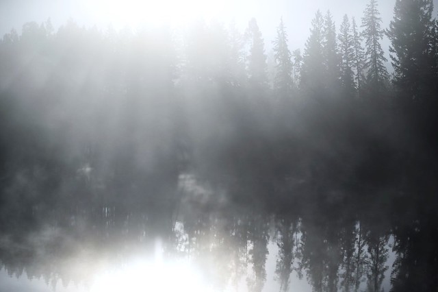 foggy forest reflected