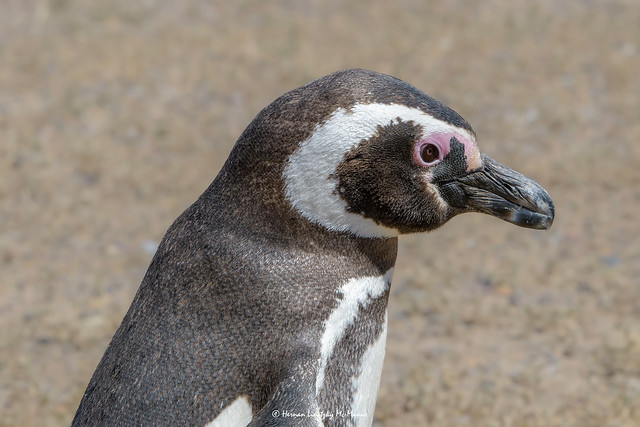 Pingüino de Magallanes (Spheniscus magellanicus MLV) / Magellanic Penguin