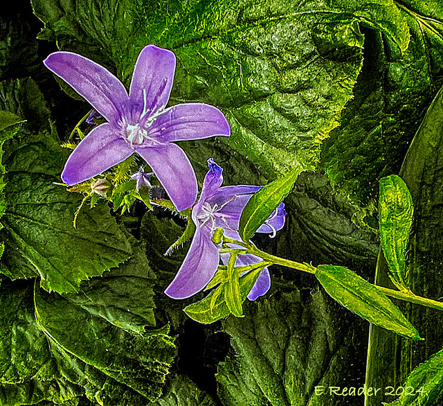 Serbian Bellflower #2 (Campanula poscharskyana)