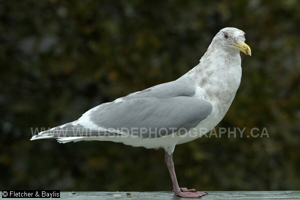 74476 Glaucous-winged Gull (Larus glaucescens) in a garden, Vancouver, British Columbia, Canada.