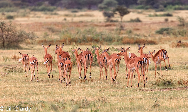 Armchair Traveling - Gazelles in Tanzania