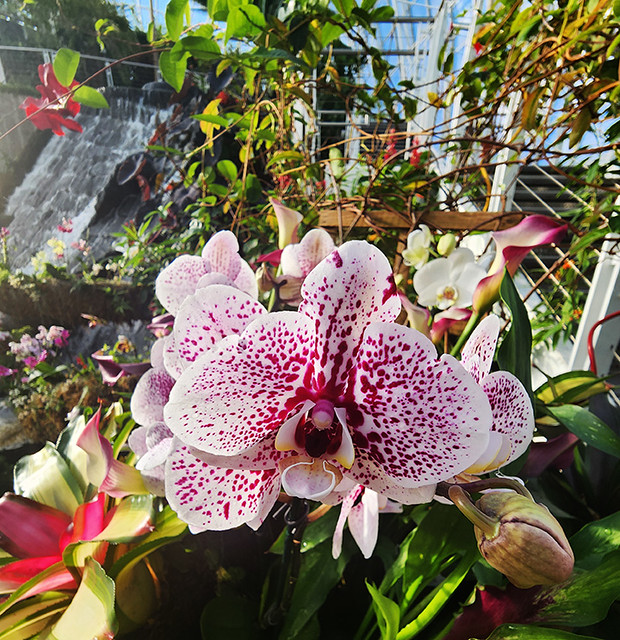 The Curious World of Orchids