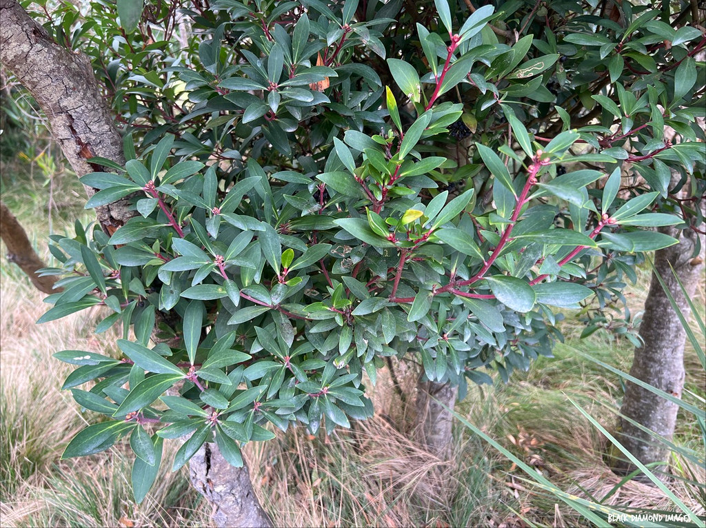 Tasmannia lanceolata - Mountain Pepperberry, Tasmanian Pepperberry
