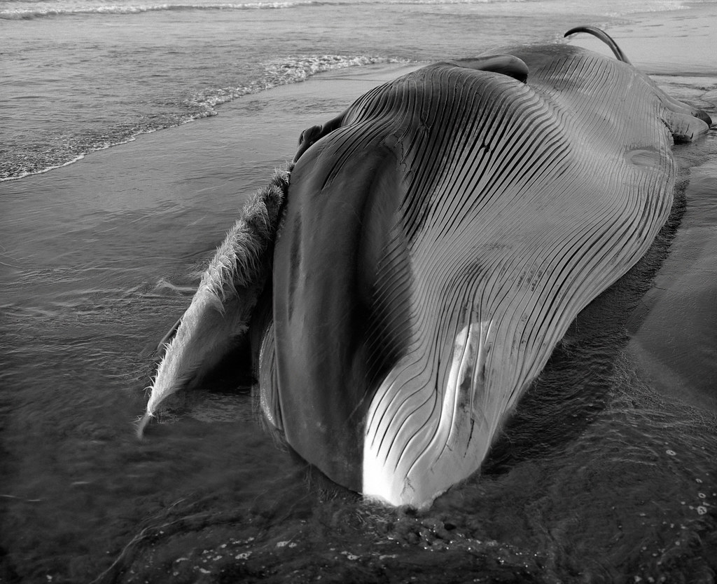 Dead Whale, Oregon