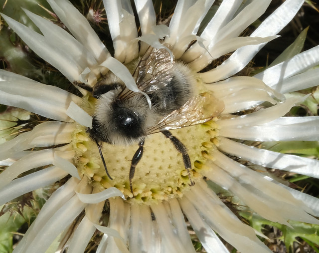 Male black-backed bumblebee, Bombus mesomelas