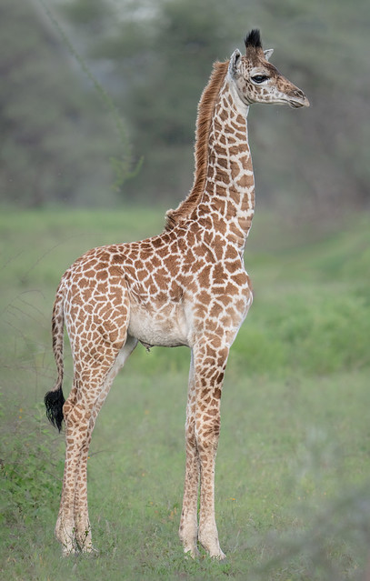 Brand New Baby Giraffee