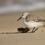 Sanderling 