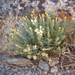 Erigeron petrophilus - cliff fleabane Cliff fleabane on granite outcrops in the vicinity of the Donner Summit bridge along the old Donner Pass road, Sierra Nevada, Nevada County, California (close to the Placer County line). An abundance on rocky outcrops, conspicuously hairy foliage, and discoid heads suggest Erigeron petrophilus. Eglandular leaves suggest var. viscidulus.