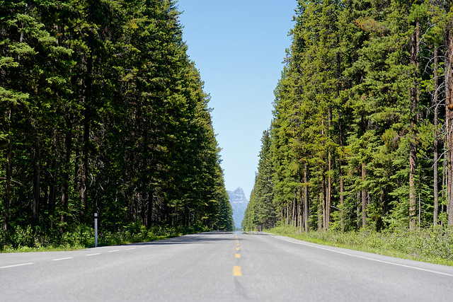 Evergreen Lined Highway (Banff National Park)