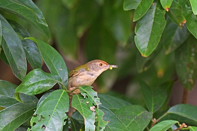 長尾縫葉鶯, Common Tailorbird, Long-tailed Tailorbird, Orthotomus sutorius,