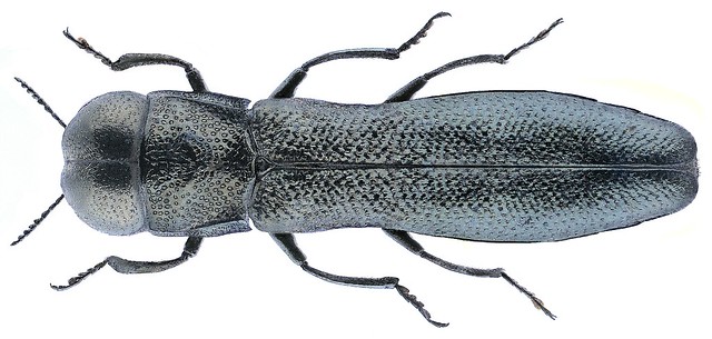Paracylindromorphus subuliformis (Mannerheim, 1837)