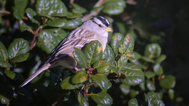 Perched: White-Crowned Sparrow