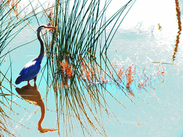 Great Blue Heron/reflection/lagoon/Southern California Shore