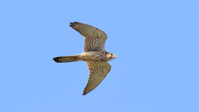 Falco tinnunculus interstinctus 紅隼普通亞種