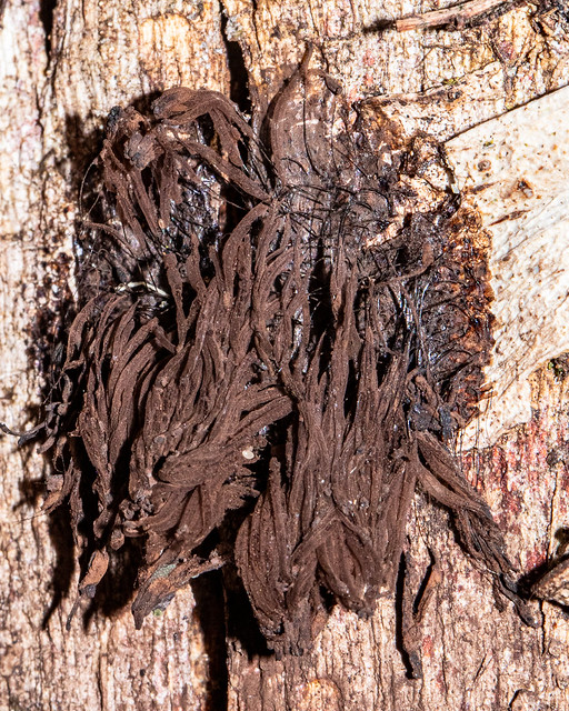 Chocolate Tube Slimes (Stemonitis sp.)