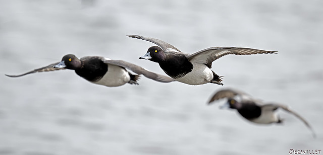 incoming scaup