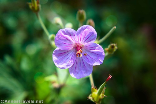 Sticky Purple Geranium along the Donut Falls Trail, Big Cottonwood Canyon, Uinta-Wasatch-Cache National Forest, Utah
