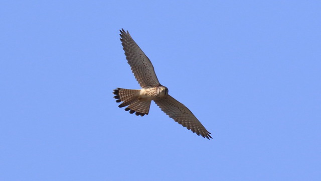Falco tinnunculus interstinctus 紅隼普通亞種