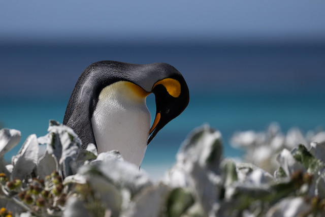 King Penguin Paradise