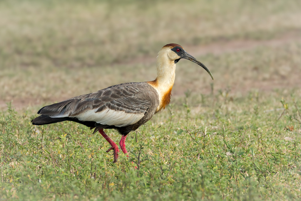Theristicus caudatus (Buff-necked Ibis) - Threskiornithidae - Pousada Aguape, Campo Grande, Pantanal, Mato Grosso do Sul, Brazil-2-Edit